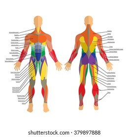 159 Rear deltoid Images, Stock Photos & Vectors | Shutterstock