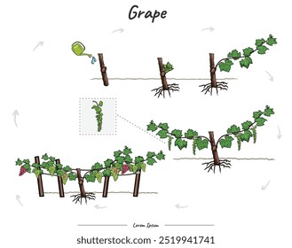 Ilustração detalhada ou infográfico mostrando as fases de crescimento da uva, desde a semente até a planta madura. Pode ser usado para tópicos como biologia ou cartaz educacional.