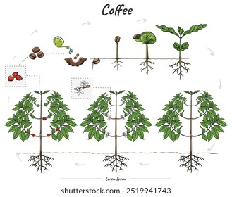 Detailed illustration or infographic showing the stages of Coffee growth, from seed to mature plant. Can be used for topics like biology or education poster.