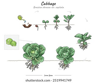 Ilustração detalhada ou infográfico mostrando as fases de crescimento do repolho, desde a semente até a planta madura. Pode ser usado para tópicos como biologia ou cartaz educacional.