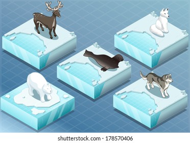 Detailed Illustration of a Isometric Arctic Animals on Ice