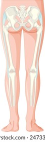 Detailed illustration of leg bones and pelvis