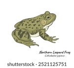 A detailed illustration of a Leopard Frog. wildlife animal isolated. Animal illustration collection. Ideal for wildlife, nature-themed designs, or educational content focusing on ecosystems