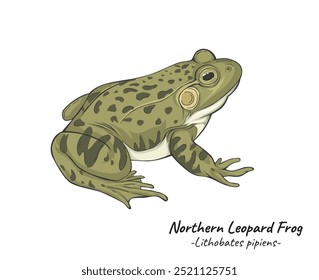 Ilustração detalhada de um animal selvagem da espécie Leopard Frog. isolado. Coleção de ilustrações de animais. Ideal para animais selvagens, projetos com temas naturais ou conteúdo educacional focado em ecossistemas