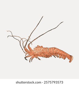 Detailed illustration of a lobster with long antennae. The lobster is depicted in a side view, showcasing its intricate shell and segmented body. Vintage illustration isolated on white, vector.