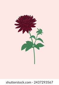 A detailed illustration of a maroon dahlia flower with a stem and leaves, showing multiple layers of petals and a smaller bud.