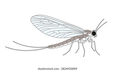 Detailed illustration of a mayfly insect with long tail filaments and translucent wings against a white background.