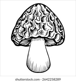 Uma ilustração detalhada de um cogumelo morel com um chapéu texturizado e um caule liso. O design é monocromático, mostrando as características únicas do cogumelo.
