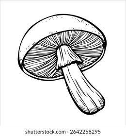 A detailed illustration of a mushroom with a rounded cap and a slender stem. The lines are clear and emphasize the texture of the gills beneath the cap.