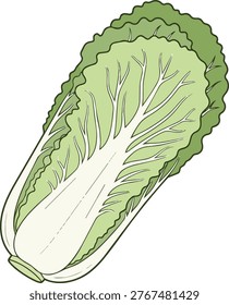 Detailed illustration of a napa cabbage, showcasing its elongated shape, tightly packed leaves, and light green color with prominent veins.
