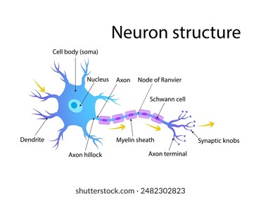 Detailed Illustration of Neuron Structure with Labeled Parts in a Colorful Diagram Vector Illustration for Educational Use