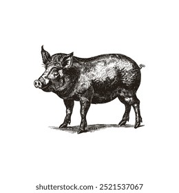 Detaillierte Darstellung eines Schweins in der Profilansicht. Vektorgrafik-Design.