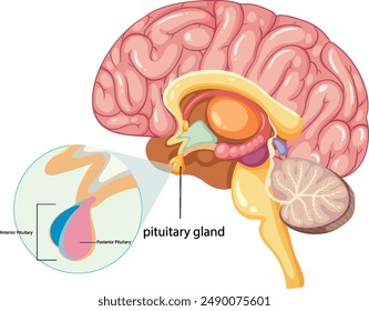 Detailed illustration of the pituitary gland in the brain