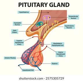 Detailed illustration of pituitary gland and connections