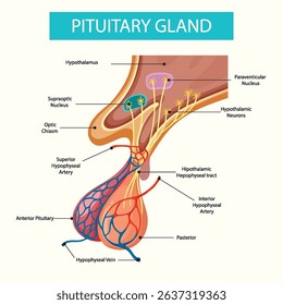 Detailed illustration of the pituitary gland structure