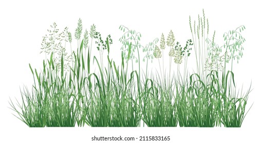 Detailed illustration with realistic wildflowers and medicinal herbs. Herbal plants.