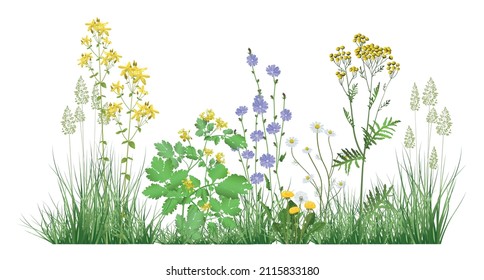 Detailed illustration with realistic wildflowers and medicinal herbs. Herbal plants.