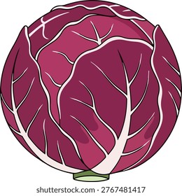A detailed illustration of a red cabbage head, showcasing its layered leaves and prominent white veins. The cabbage has a round shape and a small green stem.