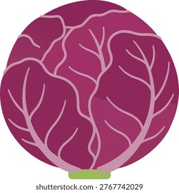 A detailed illustration of a red cabbage head, showcasing its vibrant purple-red color and the intricate network of veins across its leaves. The base is a subtle green.