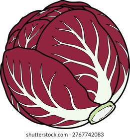 Detailed illustration of a red cabbage head, showcasing its layered leaves and intricate vein patterns in shades of red and white.