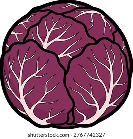 A detailed illustration of a red cabbage head, showcasing its unique color and intricate leaf structure, perfect for culinary or educational purposes.