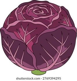 A detailed illustration of a red cabbage head, showcasing its layered leaves and intricate vein patterns, rendered in shades of purple and green.