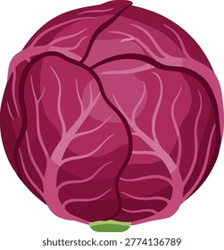 A detailed illustration of a red cabbage head, showcasing its vibrant purple-red color and intricate vein patterns. The cabbage has a round shape and a small green stem.