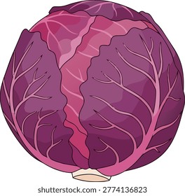 A detailed illustration of a red cabbage head, showcasing its vibrant purple and red hues and intricate vein patterns. The cabbage is depicted with a realistic texture and form.
