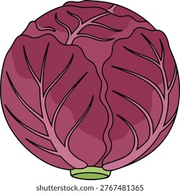 A detailed illustration of a red cabbage, showcasing its vibrant color and intricate leaf structure. Perfect for culinary or educational purposes.