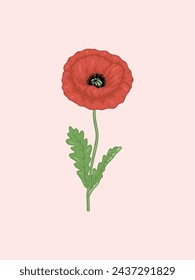 A detailed illustration of a red poppy flower with green leaves and stem, showing a wrinkled petal and black stamens.