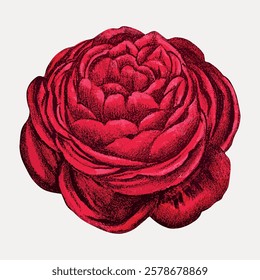Detailed illustration of a red rose with intricate petals. The rose is vibrant, showcasing a classic floral design. Perfect for floral-themed projects. Vintage flower illustration isolated, vector.
