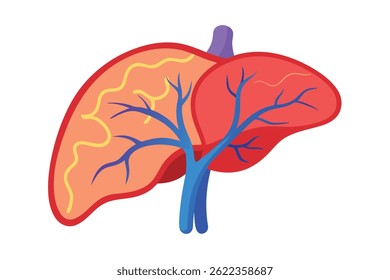 A detailed illustration reveals the human liver, displaying the gallbladder and intricate network of veins in vibrant, contrasting colors against a pristine white background.