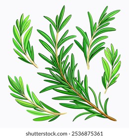 A detailed illustration of rosemary sprigs, showcasing their vibrant green color and delicate needle-like leaves. This high-quality vector graphic is perfect for culinary, botanical.