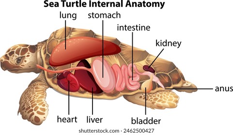 Detailed illustration of sea turtle internal organs