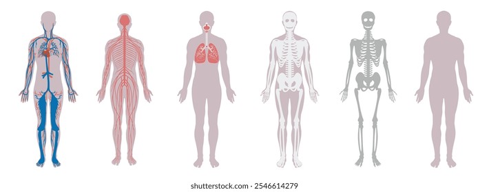 A detailed illustration set depicting human body systems, including skeletal, circulatory, respiratory, nervous, and muscular systems. Perfect for educational and medical purposes.