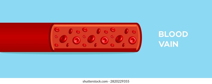 Detailed illustration showing a crosssection of a human blood vein, featuring numerous flowing red blood cells against a light blue background, ideal for medical and biology education.
