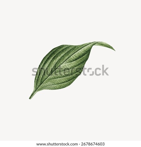 A detailed illustration of a single green leaf on a white background. The leaf shows intricate veins and texture, emphasizing nature and simplicity. Botanical vector.