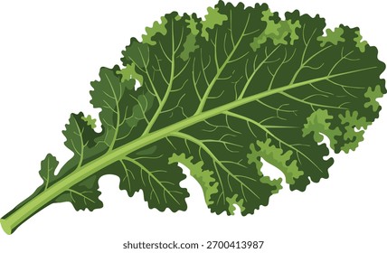 Una ilustración detallada de una sola hoja de col rizada sobre un fondo blanco