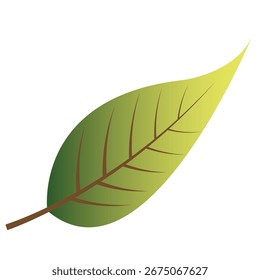 Ilustração detalhada de uma única folha, exibindo um gradiente de tons verdes e veias proeminentes.