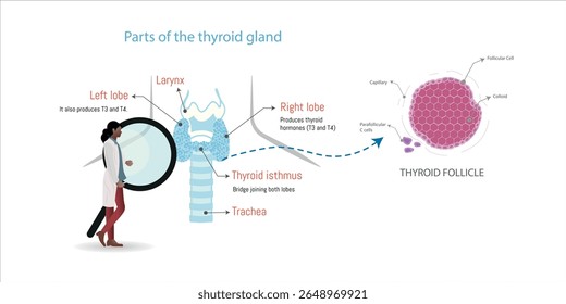 Detailed illustration of the thyroid gland highlighting its anatomy and hormonal functions. Includes labeled parts such as the left and right lobes, thyroid isthmus, and follicle structure