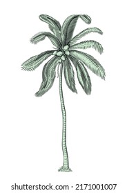 Detailed illustration of a tropical coconut palm tree. Hand-drawn tree trunk, leaves, husks, fronds, coconut, spathe, inflorescence. Ready use vector.