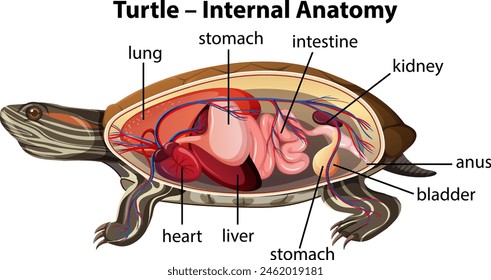 Detailed illustration of a turtle's internal organs