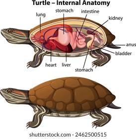 Detailed illustration of turtle's internal organs