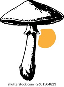 Detailed illustration of various mushrooms perfect for a botanical study or artistic project