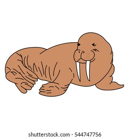 Detailed illustration of a walrus. Vector walrus