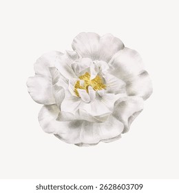 Ilustração detalhada de uma flor de camélia branca com pétalas delicadas. A flor de camélia é lindamente desenhada, apresentando detalhes pétalas intrincados e uma aparência suave. Vetor de ilustração estética