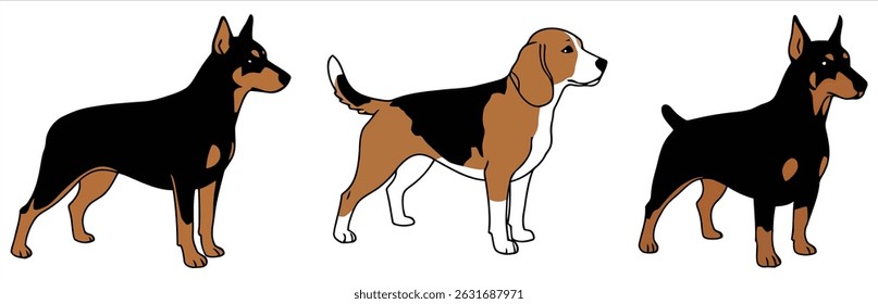 Detailed Illustrations of Hound Dog Breeds - Beagle, Harrier, and Foxhound