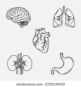 Ilustraciones detalladas de órganos humanos, incluidos el cerebro, los pulmones, el corazón, los riñones y el estómago.