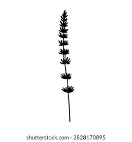 Detailed image of a lavender flower stem featuring multiple buds and slender green stem, isolated on a white background.