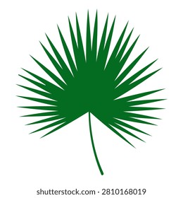 Detailed image of a vibrant green palm leaf with radiating fronds, isolated on a plain background, showcasing tropical foliage and natural beauty.